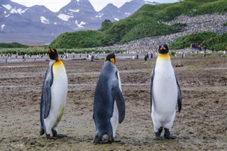 Falklandsøyene