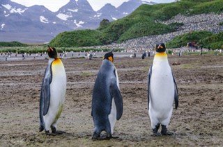 Falklandsöarna