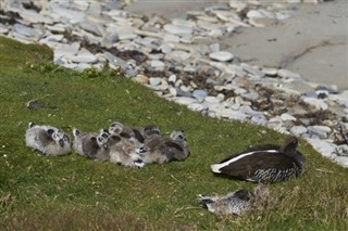Falklandsöarna