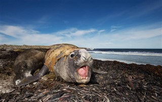 フォークランド諸島