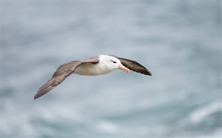 Falklandsöarna