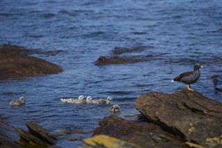 Falklandsöarna