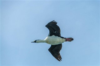 Falklandsøerne