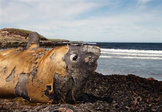 フォークランド諸島