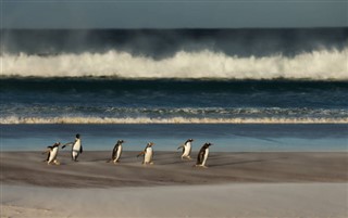 Falklandy