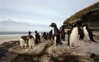 Falklandsøyene