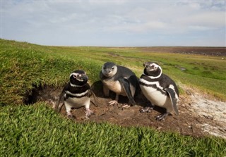 Falklandsöarna