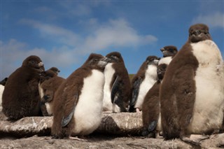 Falklandy