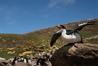 フォークランド諸島