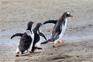 フォークランド諸島