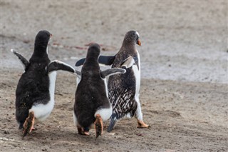 Falklandsøerne