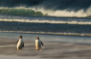 Falklandsøerne