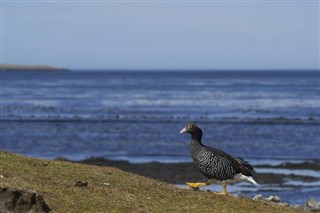 フォークランド諸島