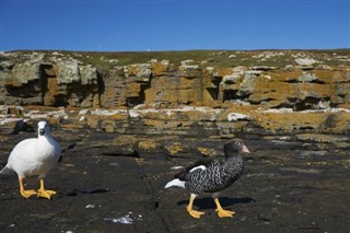 Falklandseyjar