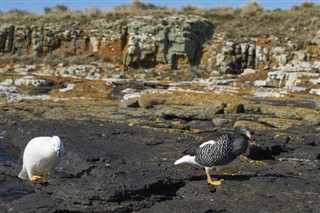 Falklandsøyene