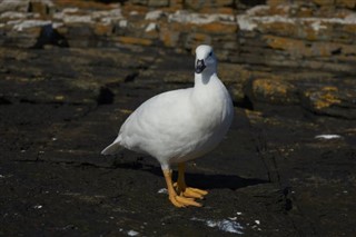 Falklandy