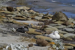 Falklandsøyene