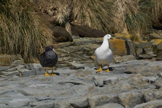 フォークランド諸島