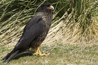 Falklandsøyene