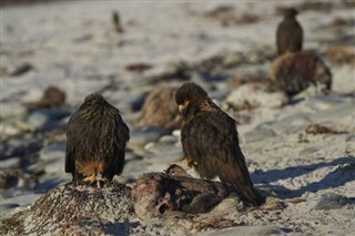 Falklandsøerne