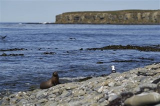 Falklandsøyene