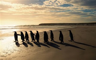 Falklandsøerne