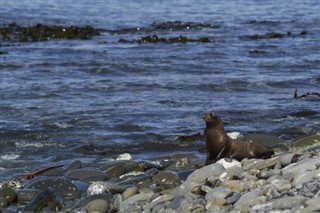 Falklandsøyene