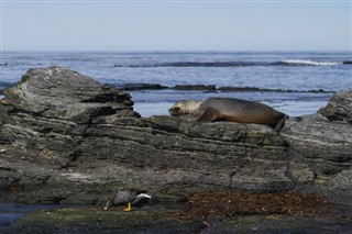 Falklandsöarna