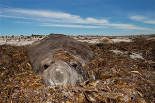 Falklandski