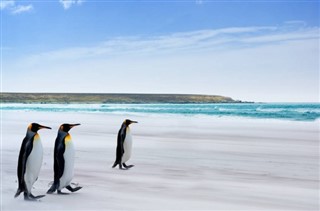 Falklandsøyene