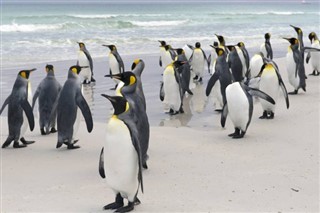 Falklandy
