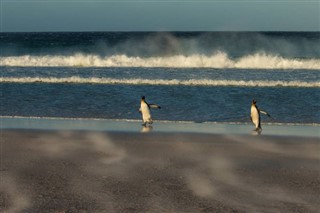 フォークランド諸島