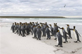 Falklandy
