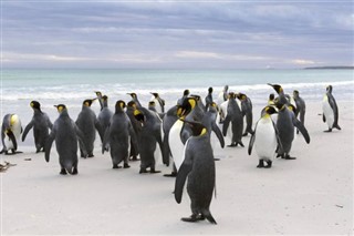Falklandsöarna