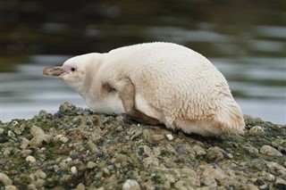 Falklandsøyene