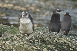 Falklandsøerne