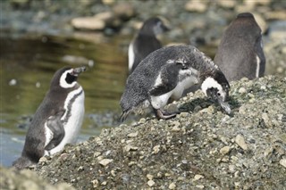 Falklandsøyene