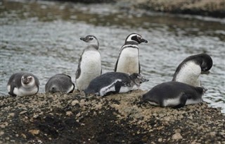 Falklandsöarna