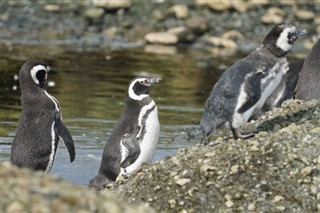 Falklandsøyene