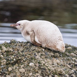 Falklandsøerne