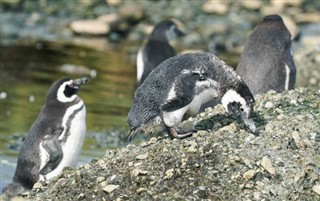 Falklandsøyene