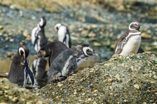 Falklandseyjar