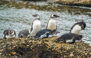 Falklandsøerne