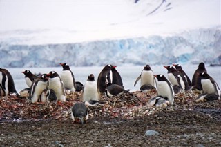 Falklandsøerne