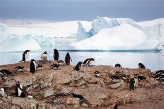 Falklandsøerne