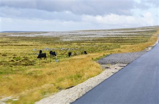 福克蘭群島