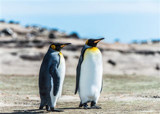 Falklandseyjar