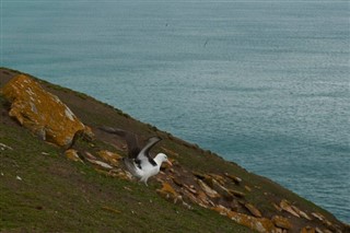 Falklandsöarna