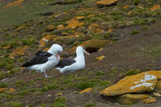 Falklandinsaaret