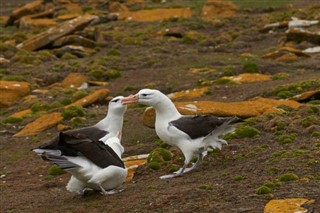 Falklandsöarna